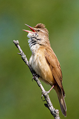 Drosselrohrsänger auf Brautsuche