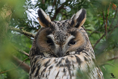 Waldohreulen-Portrait