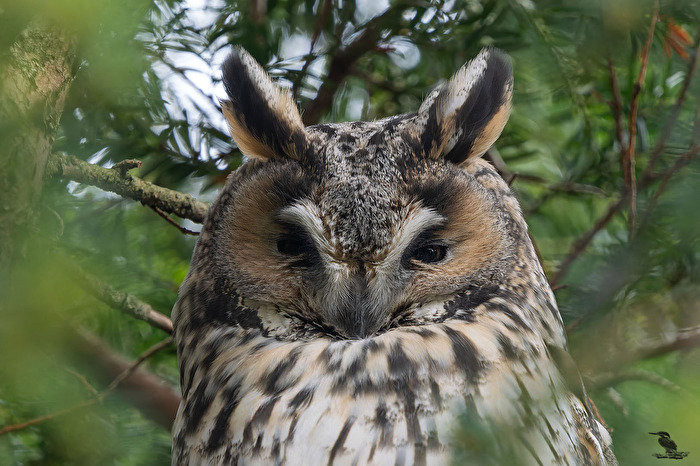Waldohreulen-Portrait