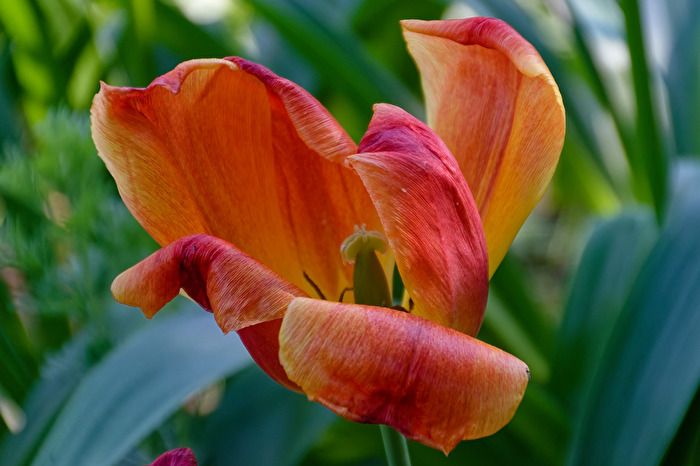 Tulpe