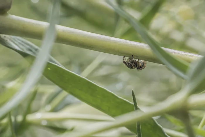 Little Spider
