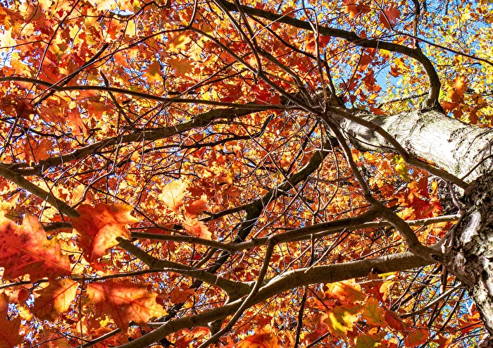 Perspektive eines Baumes im Herbst