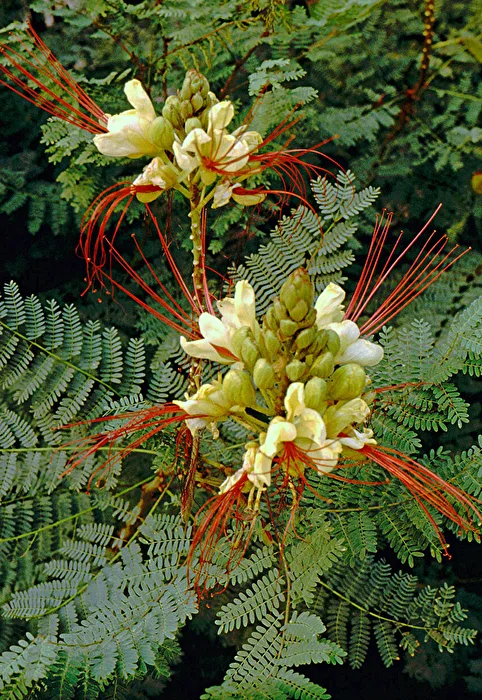 Bird of Paradise Bush...