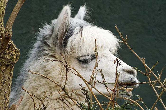 Alpaca