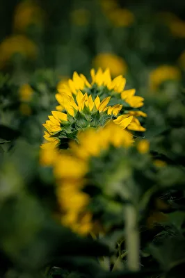 Sonnenblumenzeit