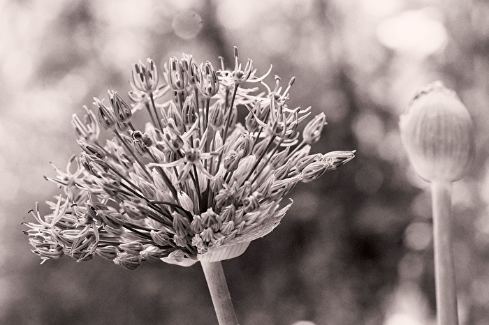 Wenn die Knospen (wieder) knallen ...