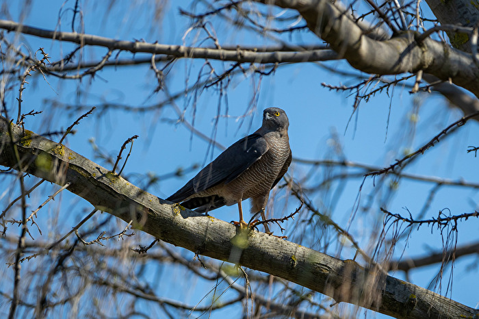 Brown Goshawk