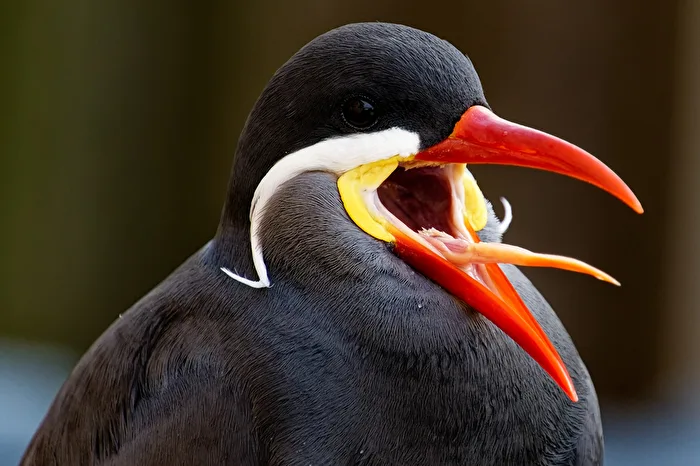 Inca Tern