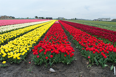 Wo gibt es wie Holländische Tulpen