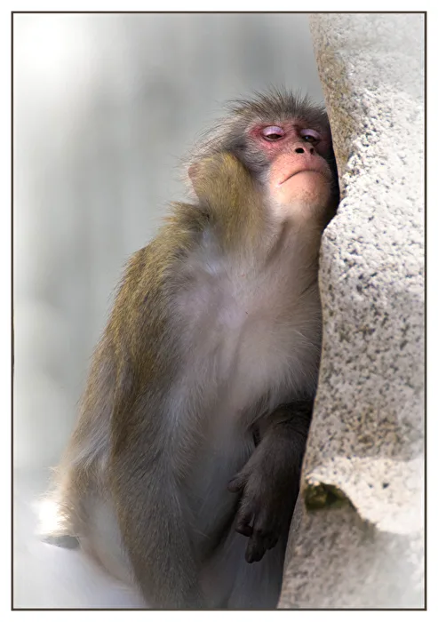 Monkey Girl