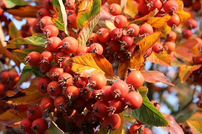 Type of Rowan Berries