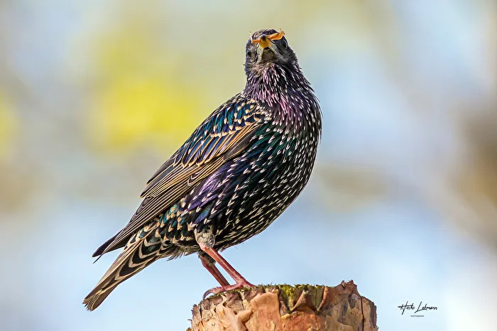 Star (Sturnus vulgaris)