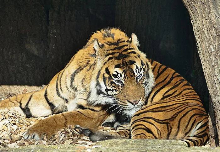 ein müder Tiger