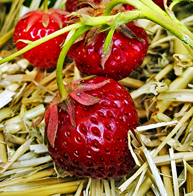 Erdbeerzeit beginnt