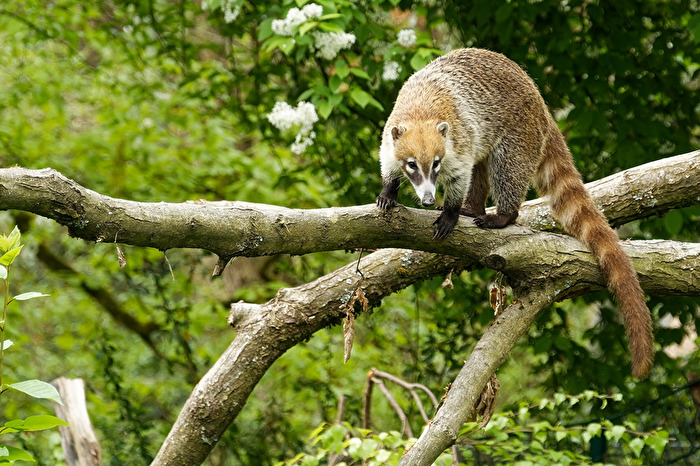 Nasenbär