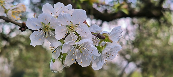 Frühlingsliebe