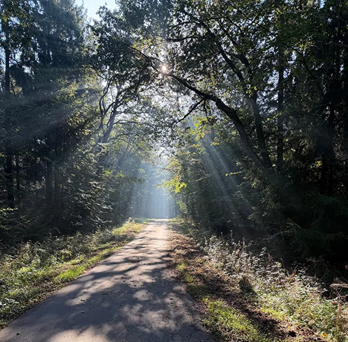 Light+Forest