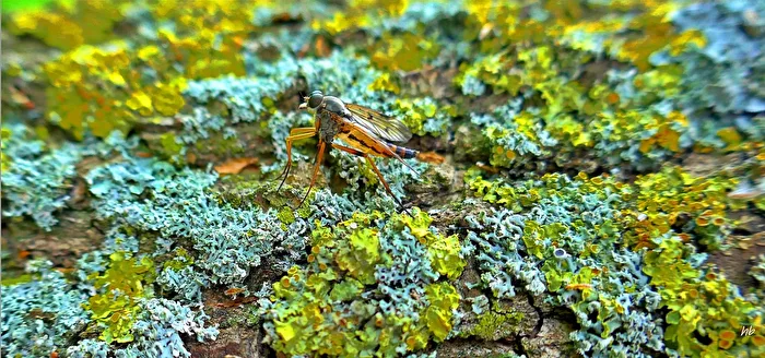 female scorpion fly