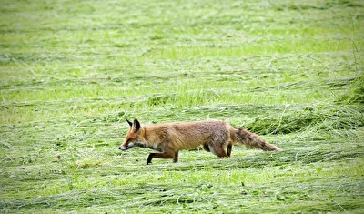 Reinicke Fuchs auf Jagd