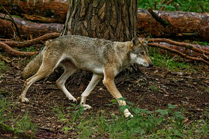Wolf