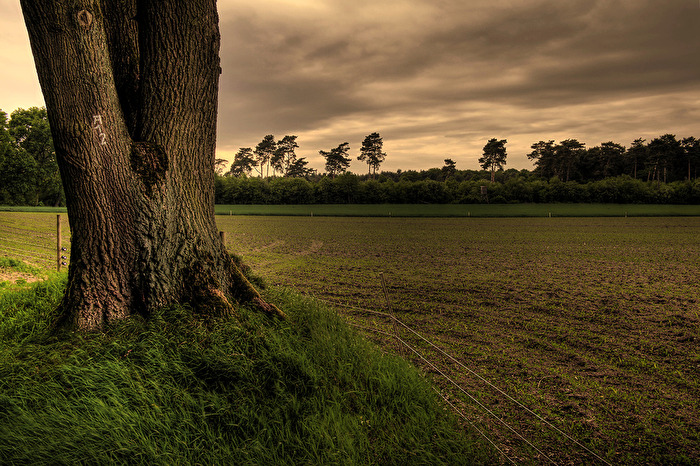 OLFEN IM MÜNSTERLAND