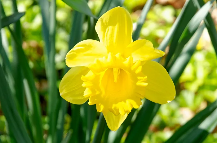 Daffodils