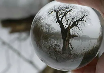 Der Baum am See durch die Kugel