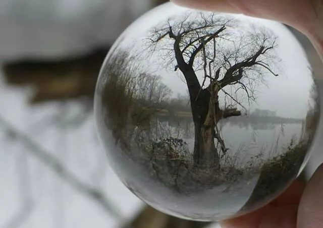 The tree by the lake through the sphere
