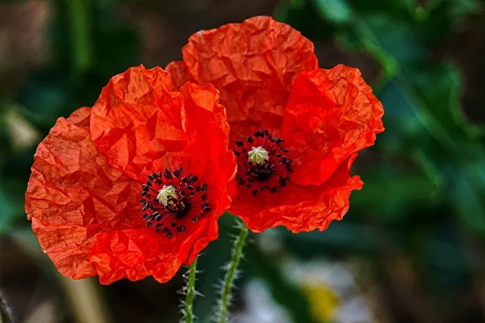 Poppy Twins