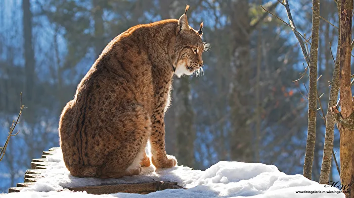 Luchs im Schnee
