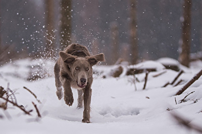 Weimaraner im Schnee