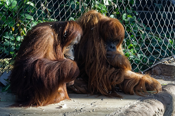 Orang-Utan&039;s