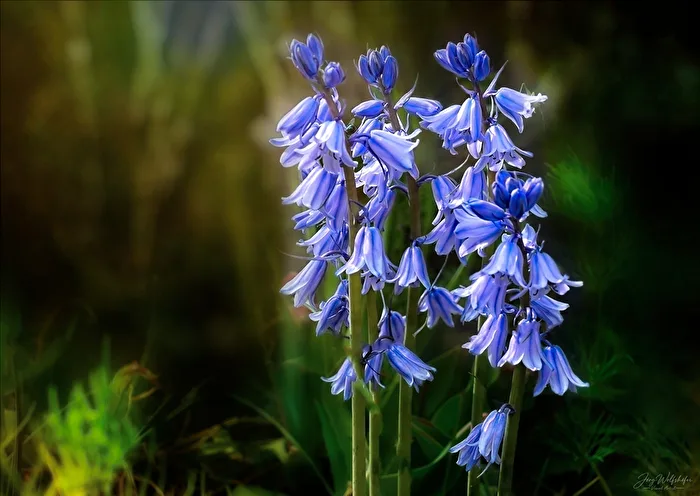 Clochettes Bleues