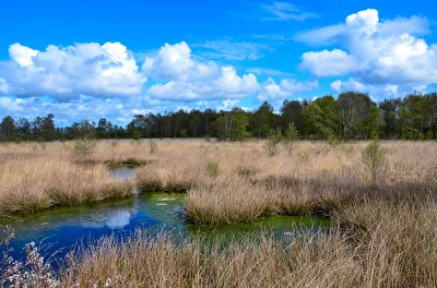 Moor am Ewiges Meer