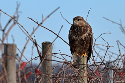 Mäusebussard in den Weinbergen