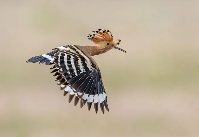 Vorbeiflug