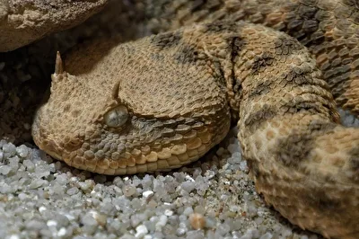 Hornviper