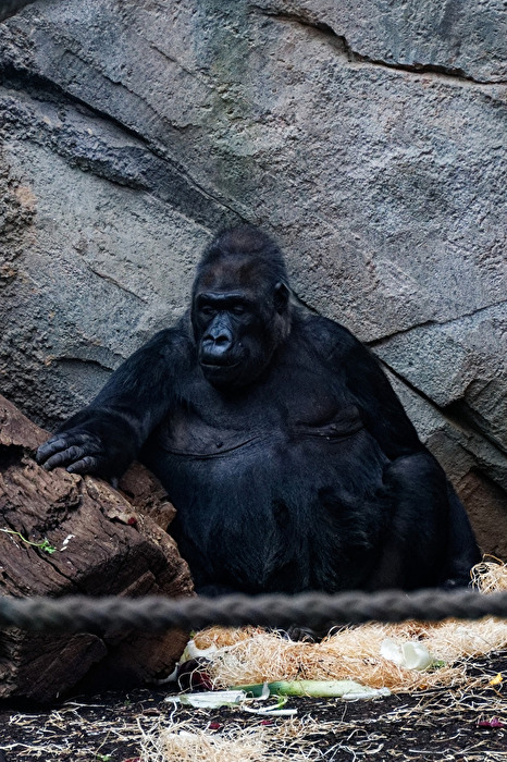 Gorilla