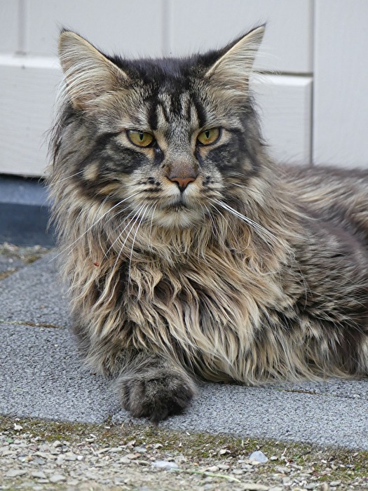 Katze