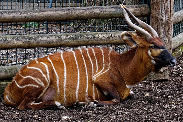 Bongo
