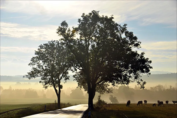 Morgennebel