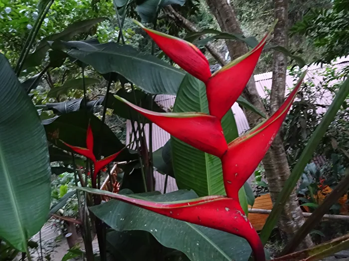 Heliconias, also called lobster claws or false bird-of-paradise flowers