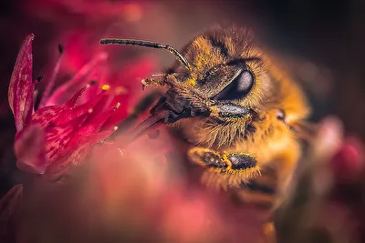 Bienen, Biene bei der Arbeit