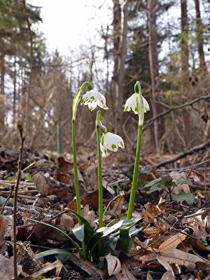 Perspektive  - Frühlingsknotenblumen