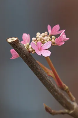 Eine letzte Blüte