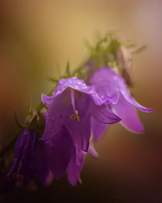 Blümchen
