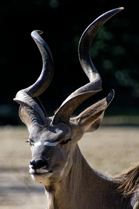 Grosser Kudu