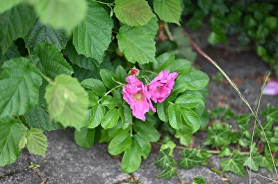 Kartoffelrose