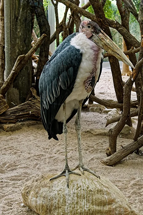 Marabou