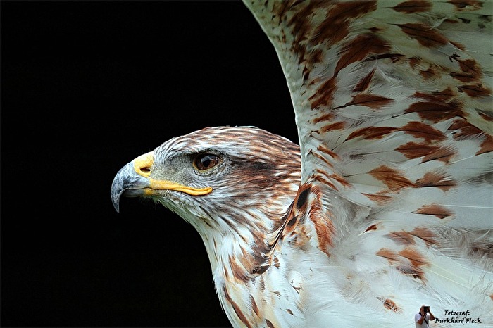 Königsraufußbussard